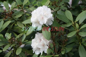 Pěnišník Schneekrone - Rhododendron Schneekrone