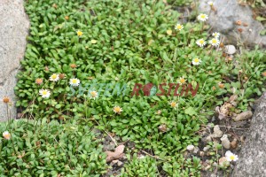 chudobička - Bellium bellidioides