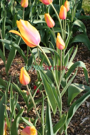 tulipán Long Lady - Tulipa Long Lady