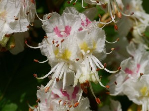 jírovec maďal - Aesculus hippocastanum