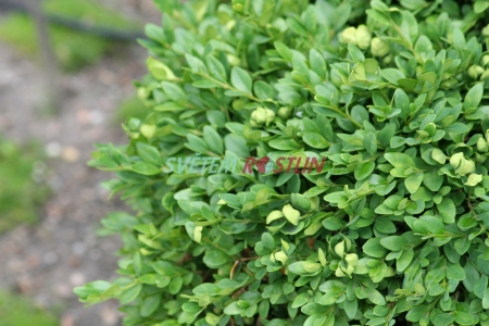zimostráz Green Velvet - Buxus Green Velvet