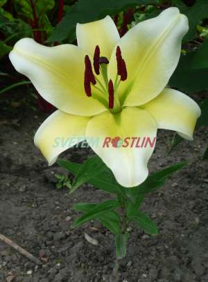 lilie Conca d'Or - Lilium Conca d'Or