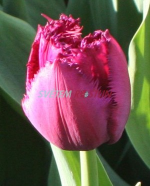 tulipán Curly Sue - Tulipa Curly Sue