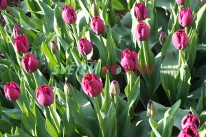 tulipán Curly Sue - Tulipa Curly Sue