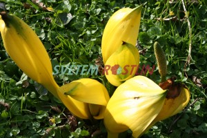 toulcovka americká - Lysichiton americanus