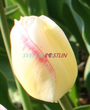 tulipán Blushing Girl - Tulipa Blushing Girl