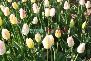 tulipán Blushing Girl - Tulipa Blushing Girl