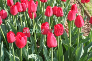 tulipán Ile de France - Tulipa Ile de France