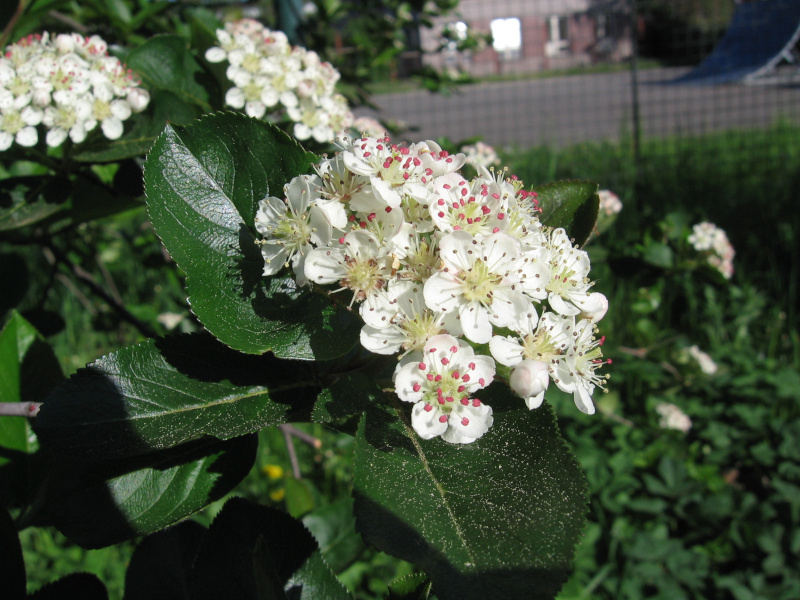 temnoplodec ernoplod - Aronia melanocarpa