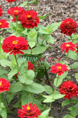 ostálka sličná Lawa - Zinnia elegans Lawa