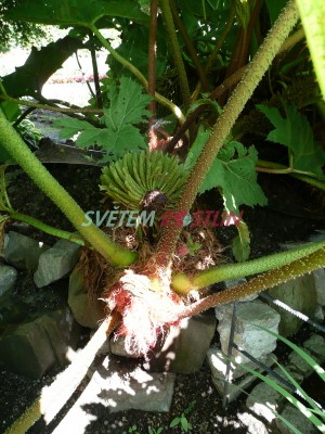 Barota rukávovitá - Gunnera manicata