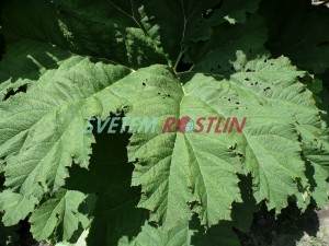 Barota rukávovitá - Gunnera manicata