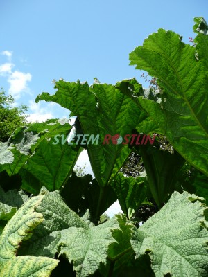 Barota rukávovitá - Gunnera manicata