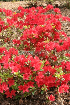 pěnišník japonský Aladin - Rhododendron japonicum Aladin