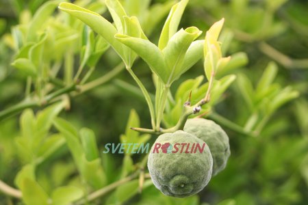 citronečník trojlistý - Poncirus trifoliata