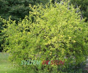 citronečník trojlistý - Poncirus trifoliata