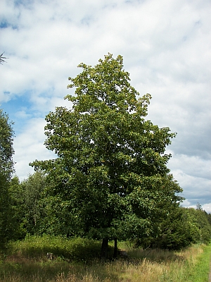 javor klen - Acer pseudoplatanus
