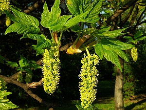 javor klen - Acer pseudoplatanus