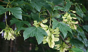 javor klen - Acer pseudoplatanus