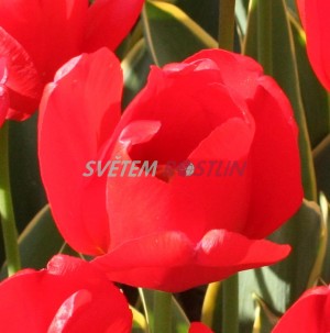 tulipán Voyager - Tulipa Voyager