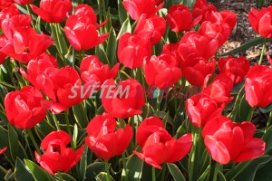 tulipán Voyager - Tulipa Voyager