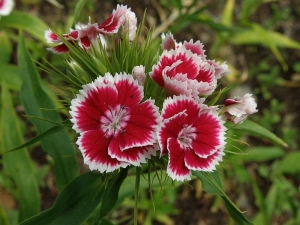 hvozdík vousatý - Dianthus barbatus