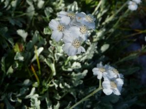 Achillea umbellata