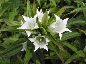 hořec tolitovitý Alba - Gentiana asclepiadea Alba