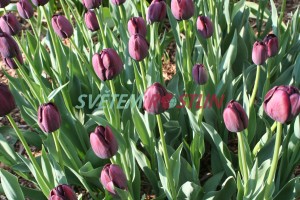 tulipán Queen of the Night - Tulipa Queen of the Night