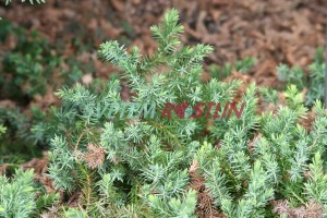 jalovec pobřežní Blue Pacific - Juniperus conferta Blue Pacific
