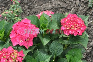 hortenzie velkolistá Hot Red - Hydrangea macrophylla Hot Red