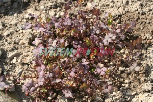 Acaena inermis Purpurea