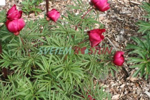 pivoňka Early Scout - Paeonia lactiflora × tenuifolia Early Scout