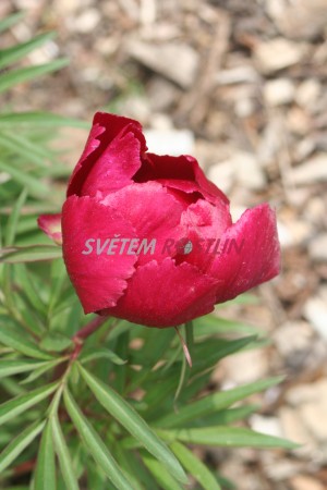 pivoňka Early Scout - Paeonia lactiflora × tenuifolia Early Scout