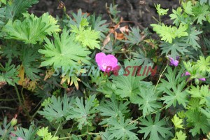 kakost Prado - Geranium Prado