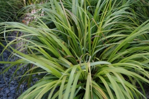 duchan japonský Moudrý - Pennisetum alopecuroides Moudrý