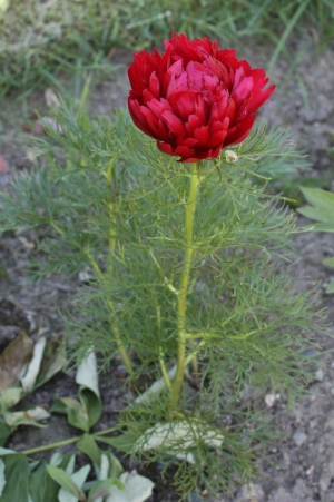 pivoňka úzkolistá Plena - Paeonia tenuifolia Plena