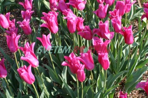 tulipán China Pink - Tulipa China Pink