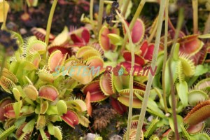 mucholapka podivná - Dionaea muscipula