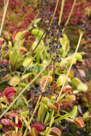 mucholapka podivná - Dionaea muscipula