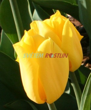 tulipán Strong Gold - Tulipa Strong Gold