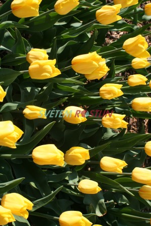 tulipán Strong Gold - Tulipa Strong Gold