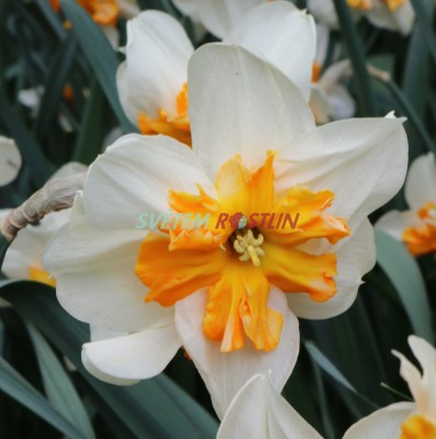 narcis Parisienne - Narcissus Parisienne