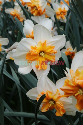 narcis Parisienne - Narcissus Parisienne