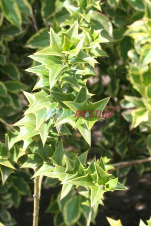 cesmína - Ilex pernyi