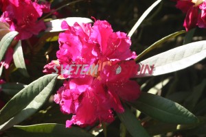 pěnišník Ibsen - Rhododendron hybride Ibsen