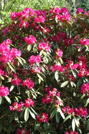 pěnišník Ibsen - Rhododendron hybride Ibsen