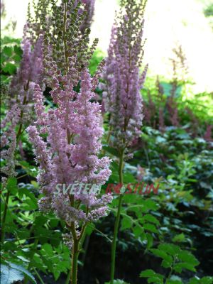 čechrava zahradní Bressingham Beauty - Astilbe arendsii Bressingham Beauty