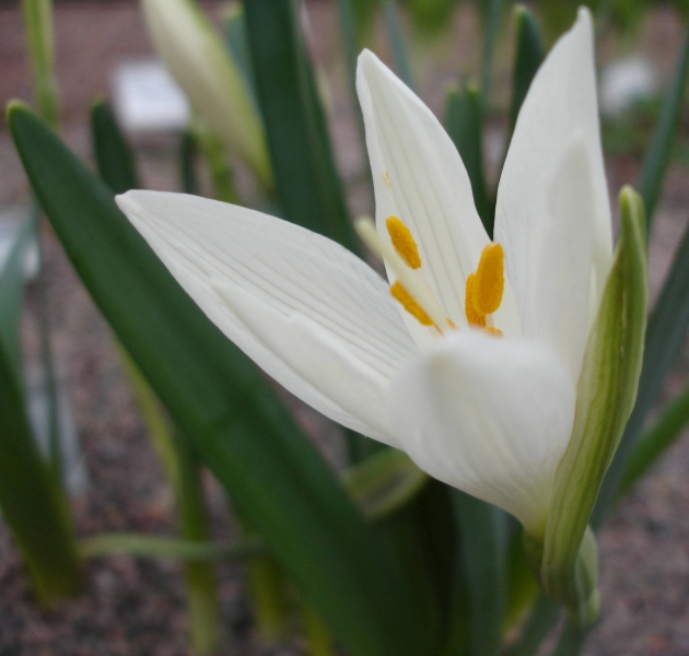 ternbergie bl - Sternbergia candida