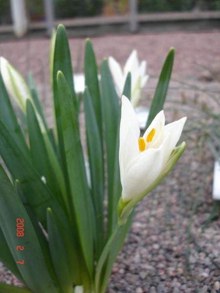 šternbergie bílá - Sternbergia candida